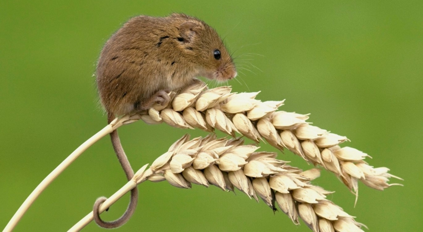 Adopt a Harvest Mouse