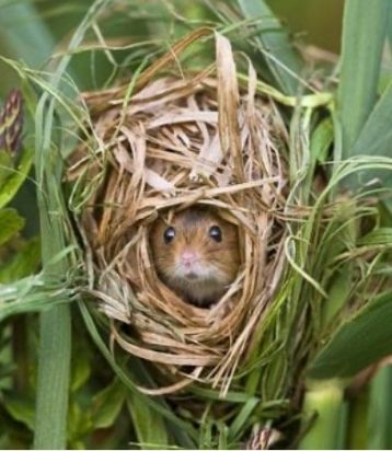Adopt a Harvest Mouse