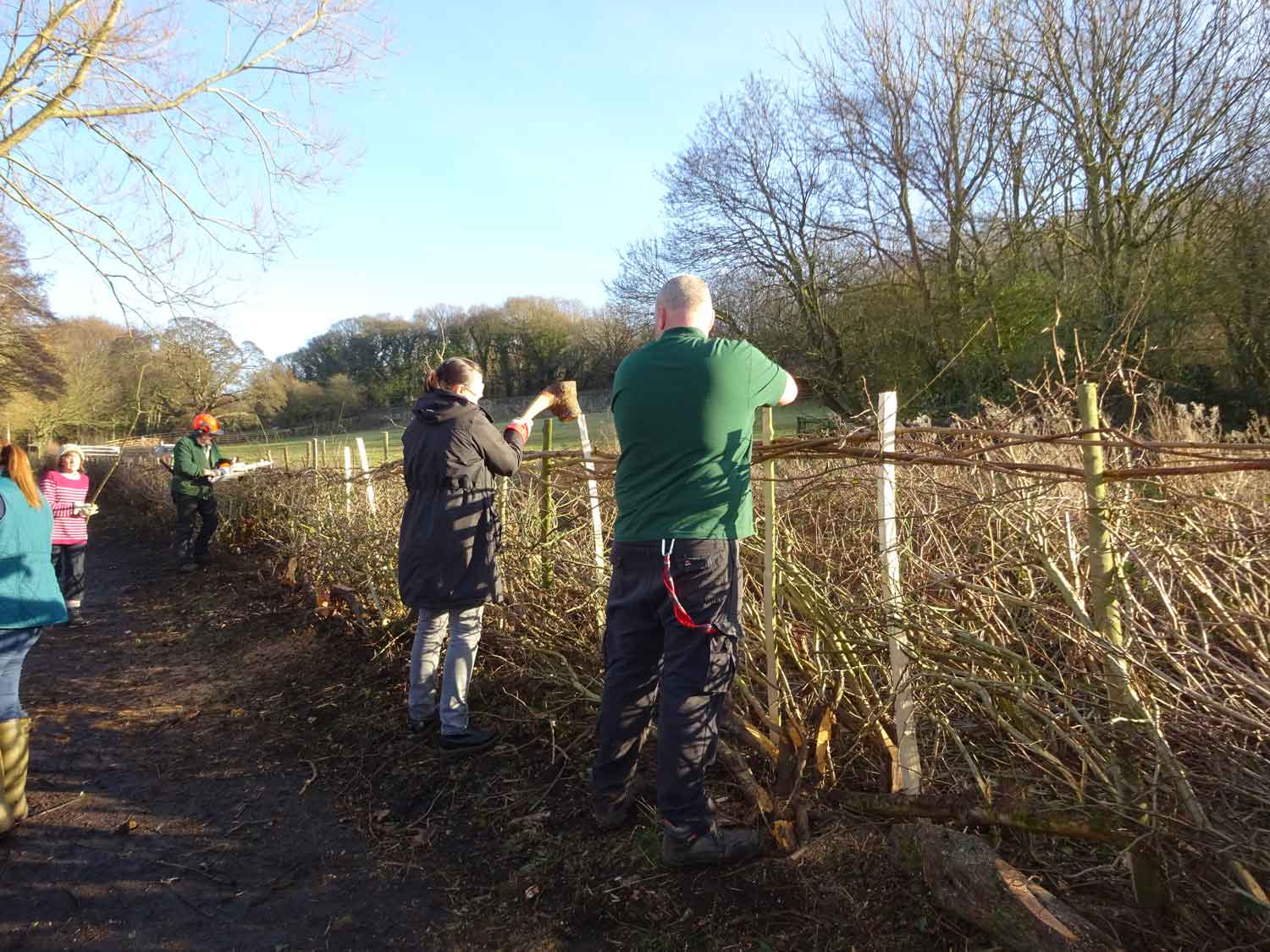 Volunteer Hedge Laying at Worsbrough Mill and Country Park