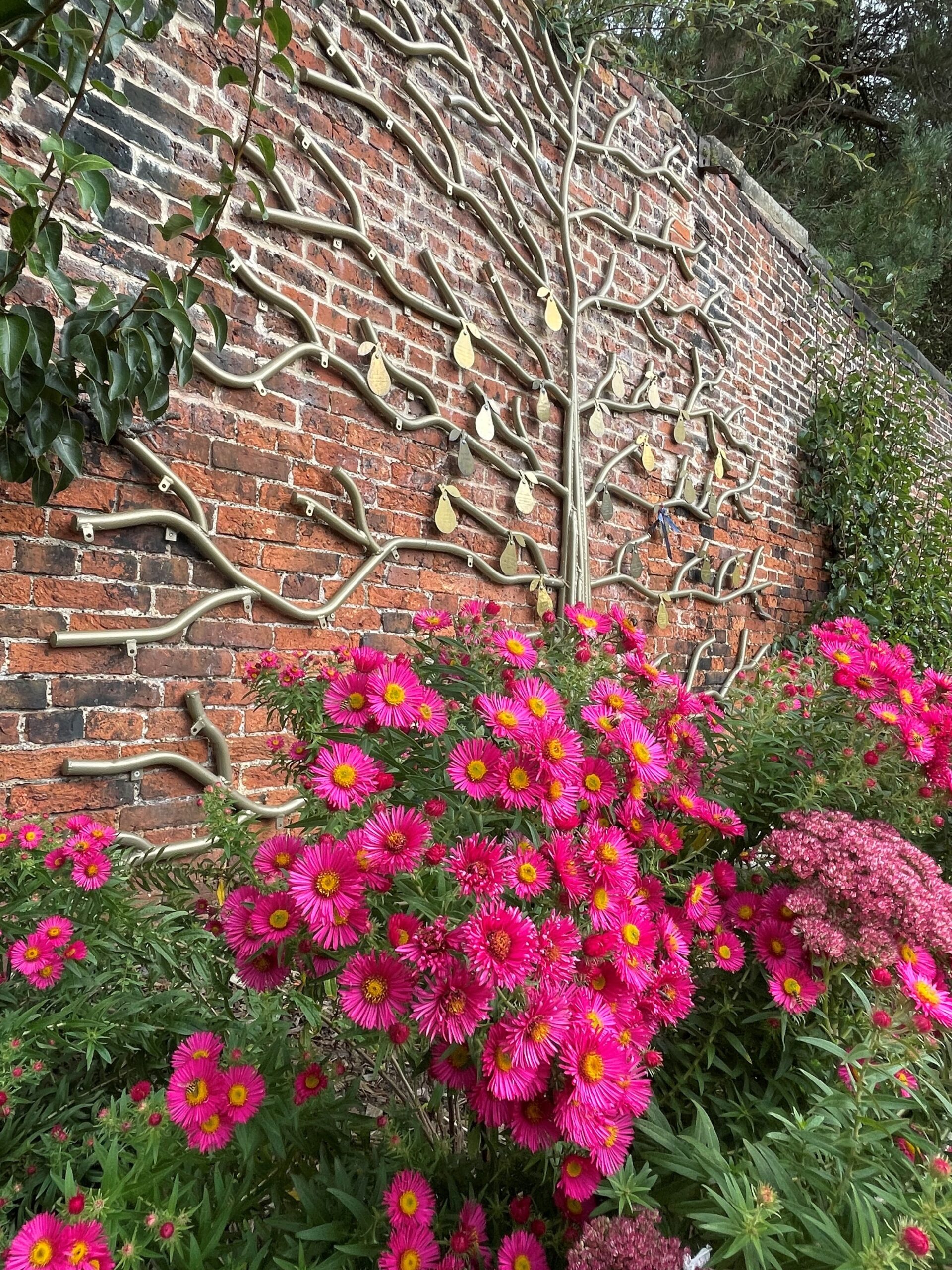 Cannon Hall Walled Garden Historic Pear Collection