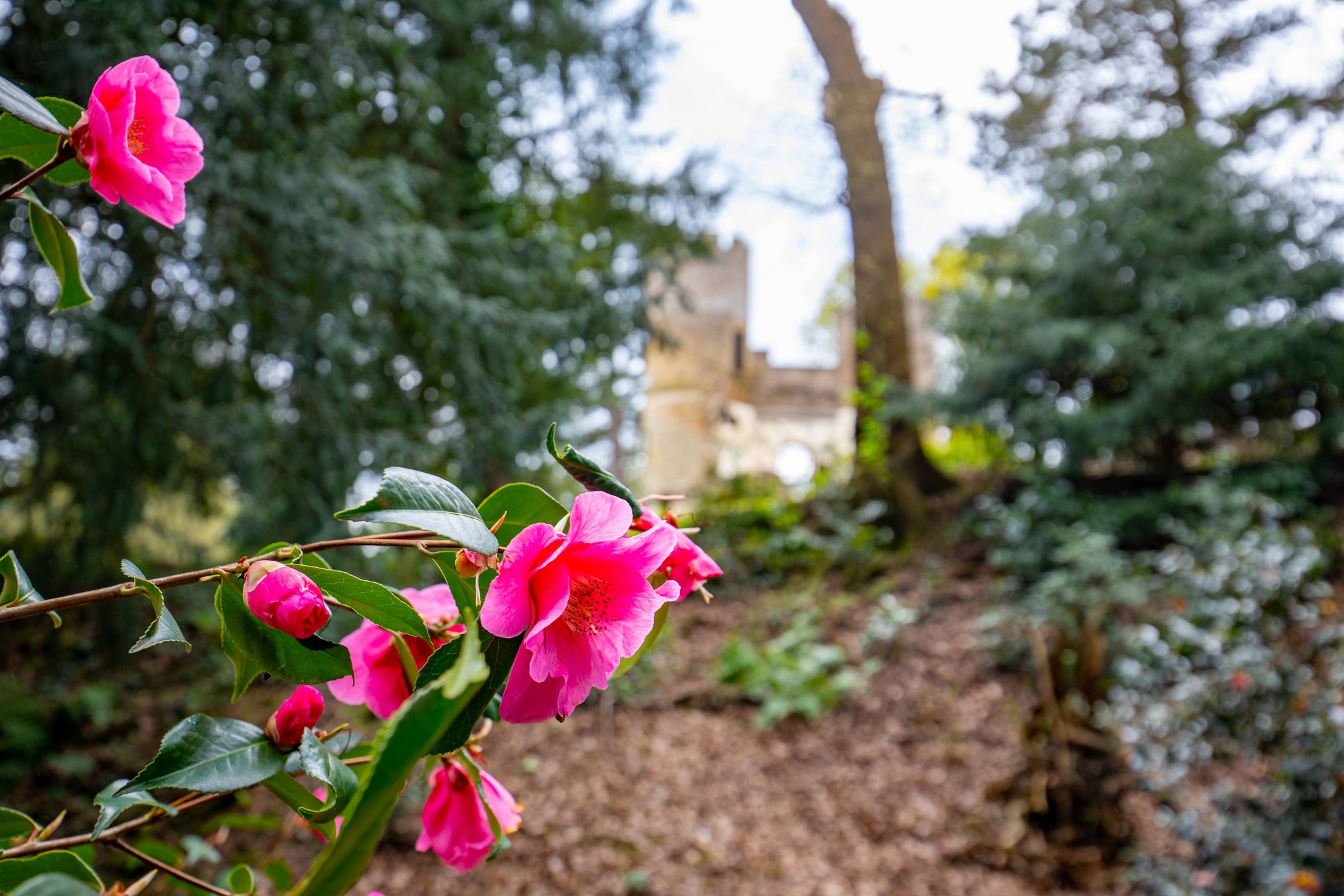 Gardeners to the rescue: National Plant Collections at Wentworth Castle Gardens 