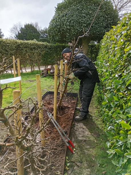 Rooted in History: New Apple Cordons Take Shape at Wentworth Castle Gardens 