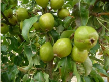 Bertie’s Pear Tree, or Is It? 